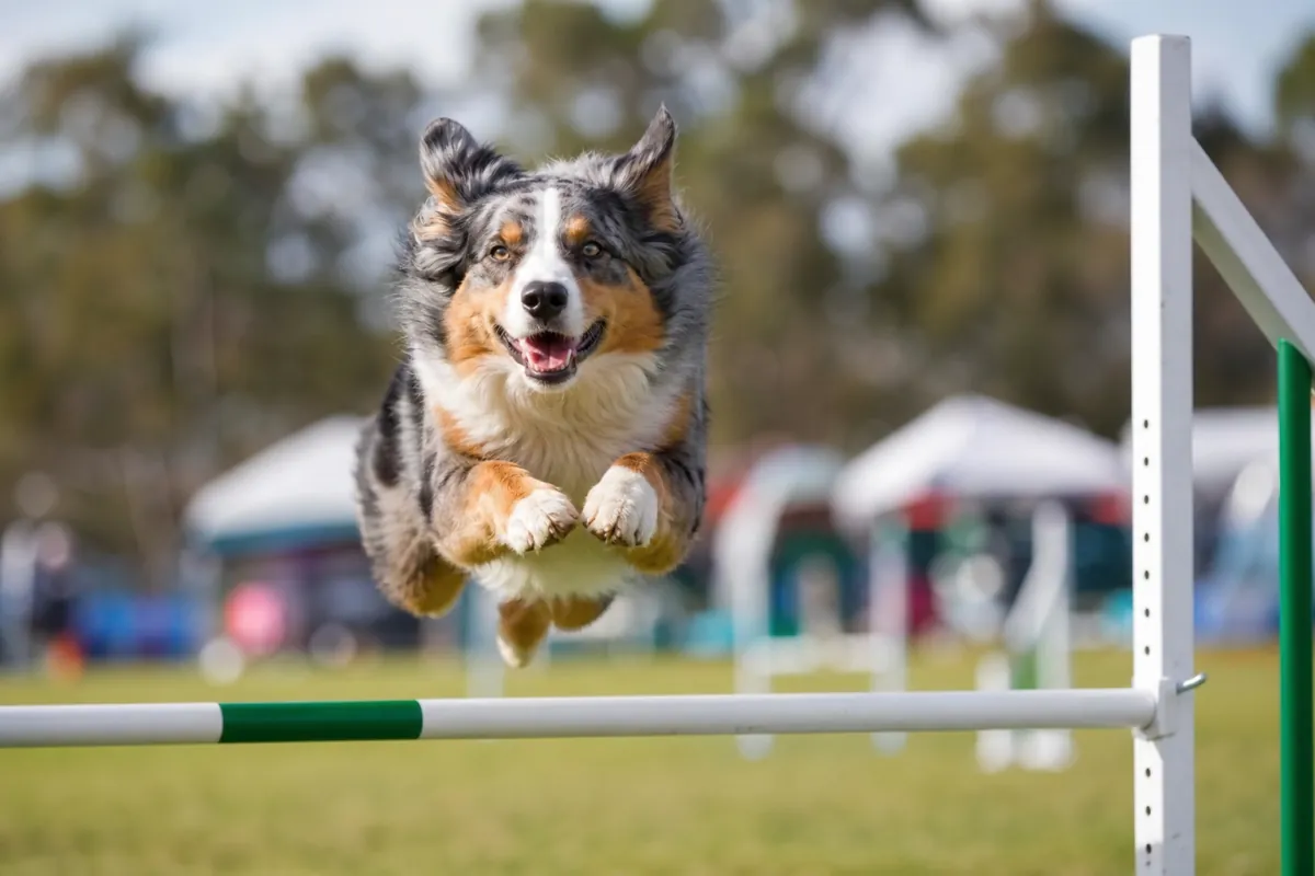 Chien sur un parcours d'agility