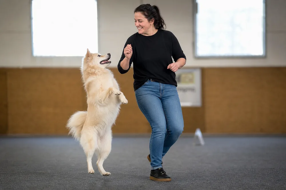 Chien réalisant une figure avec son humain