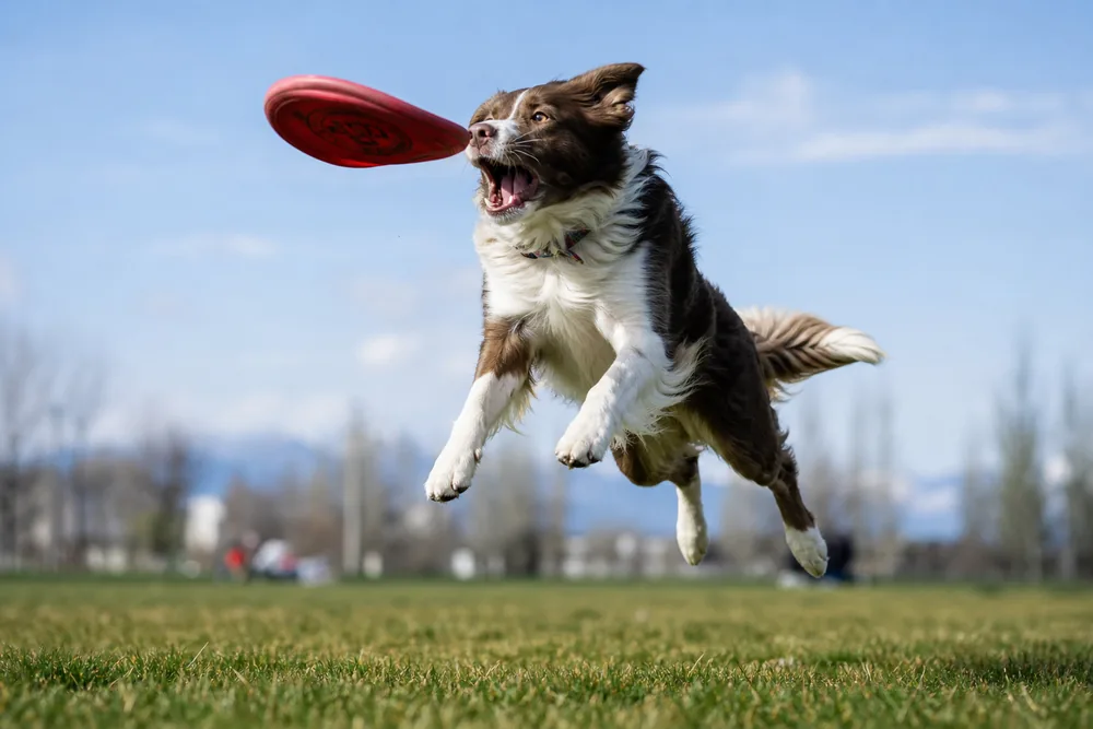 Chien jouant avec un disque