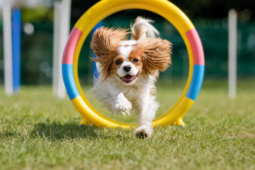 Chien traversant un hoop