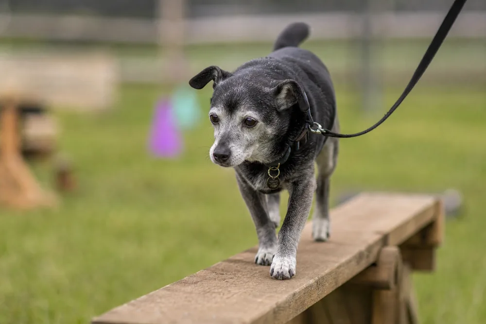 Chien senior franchissant calmement une poutre d'équilibre sur un parcours de mobility