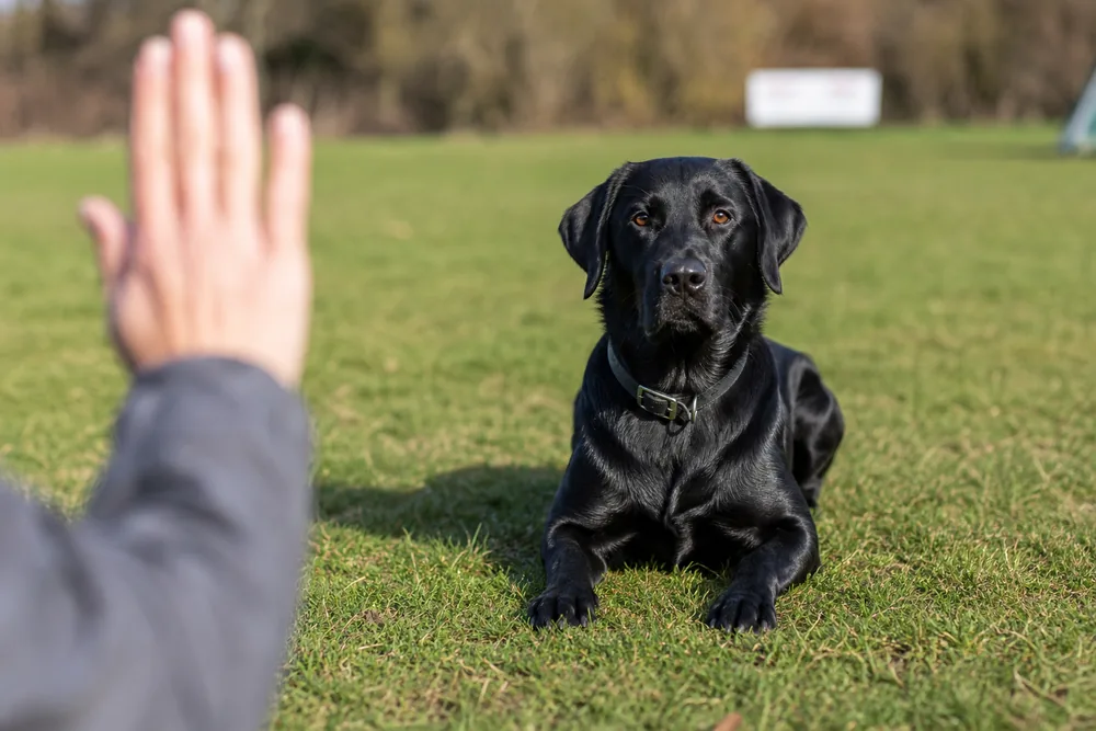 Obéissance canine loisir : précision et coopération sans coercition