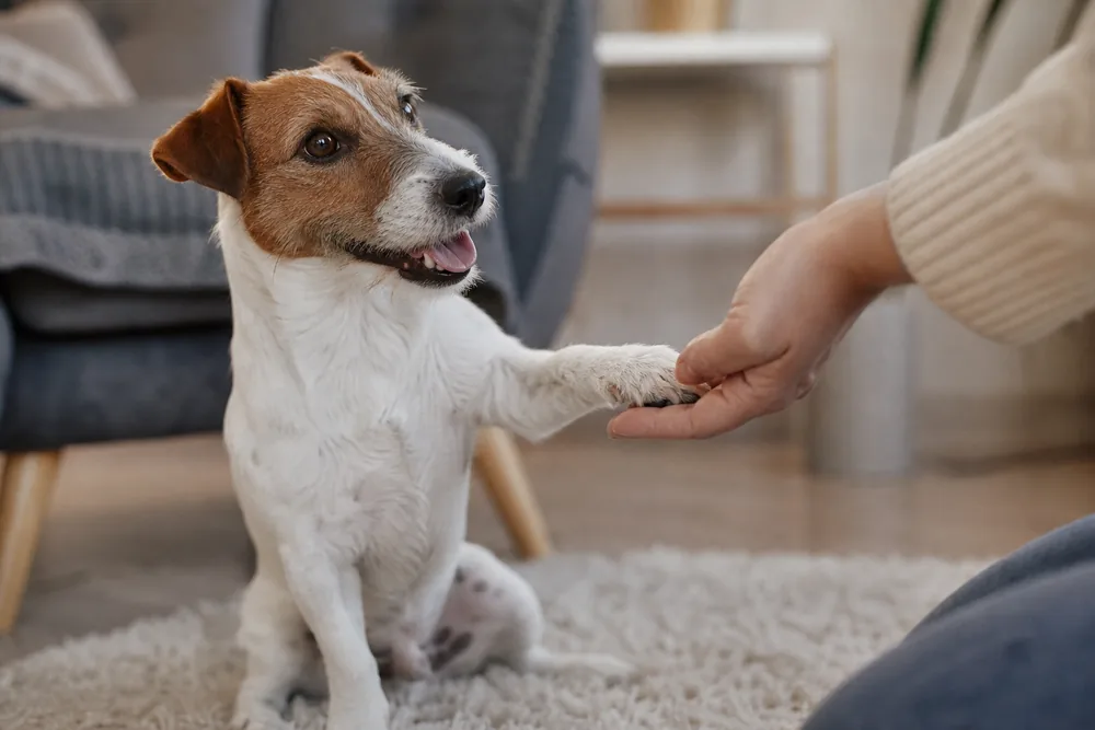 Chien donnant la patte à son humain pendant un exercice de tricks